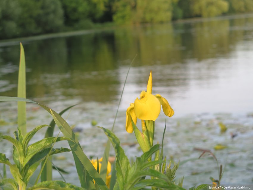 Мои зарисовки ирисов 2025 (фото 2)