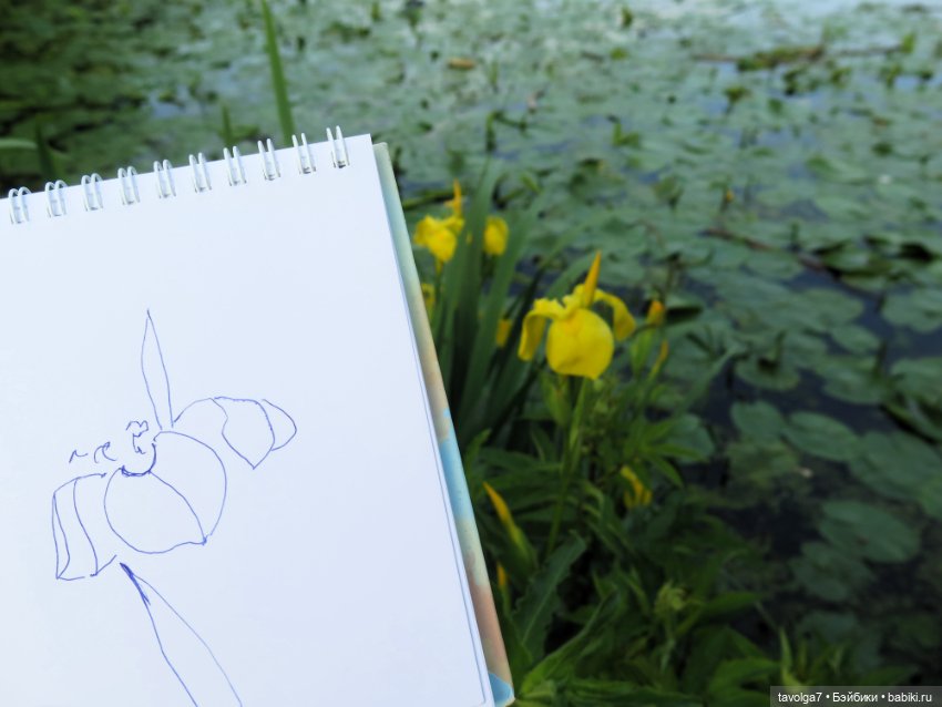 Мои зарисовки ирисов 2025 (фото 8)