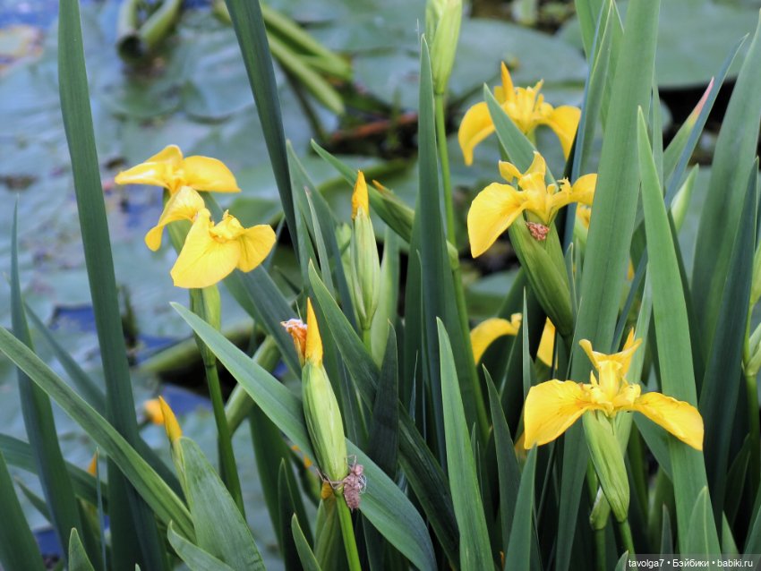 Мои зарисовки ирисов 2025 (фото 10)