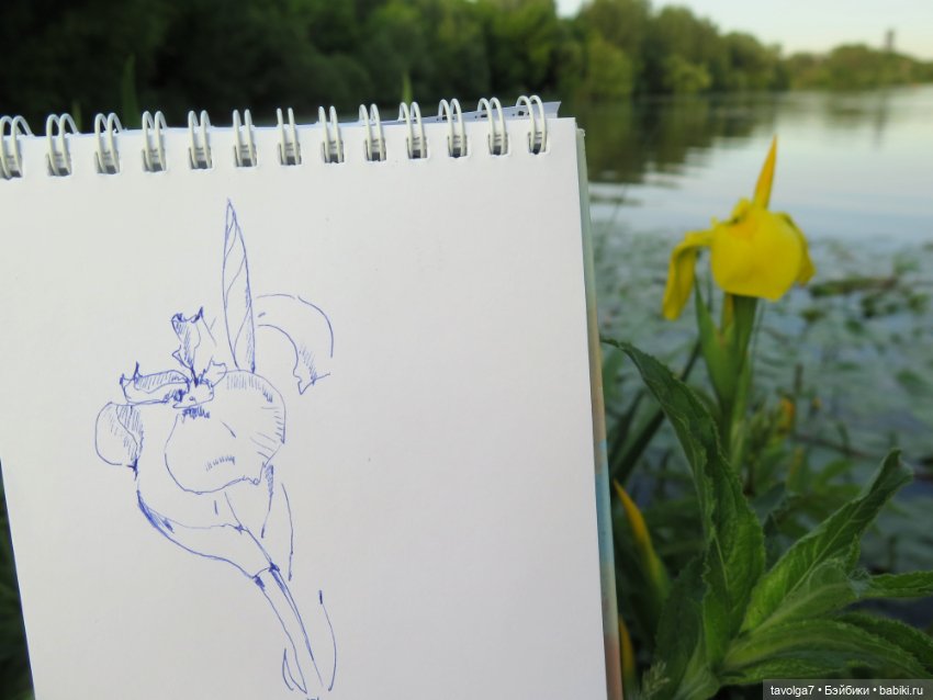 Мои зарисовки ирисов 2025