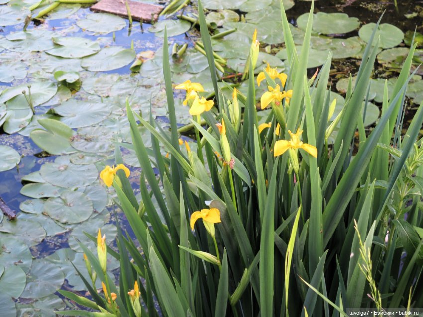 Мои зарисовки ирисов 2025