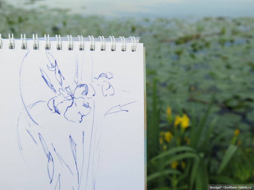 Мои зарисовки ирисов 2025 (фото 5)