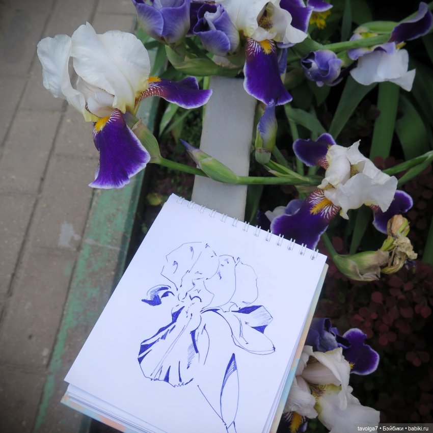Мои зарисовки ирисов 2025