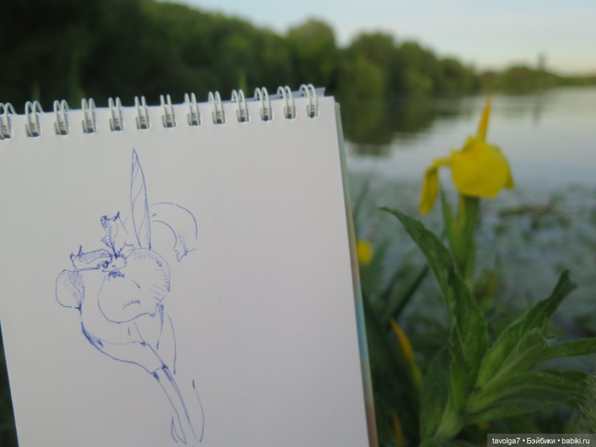 Мои зарисовки ирисов 2025 (фото 3)