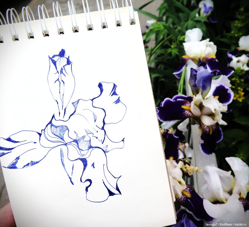 Мои зарисовки ирисов 2025