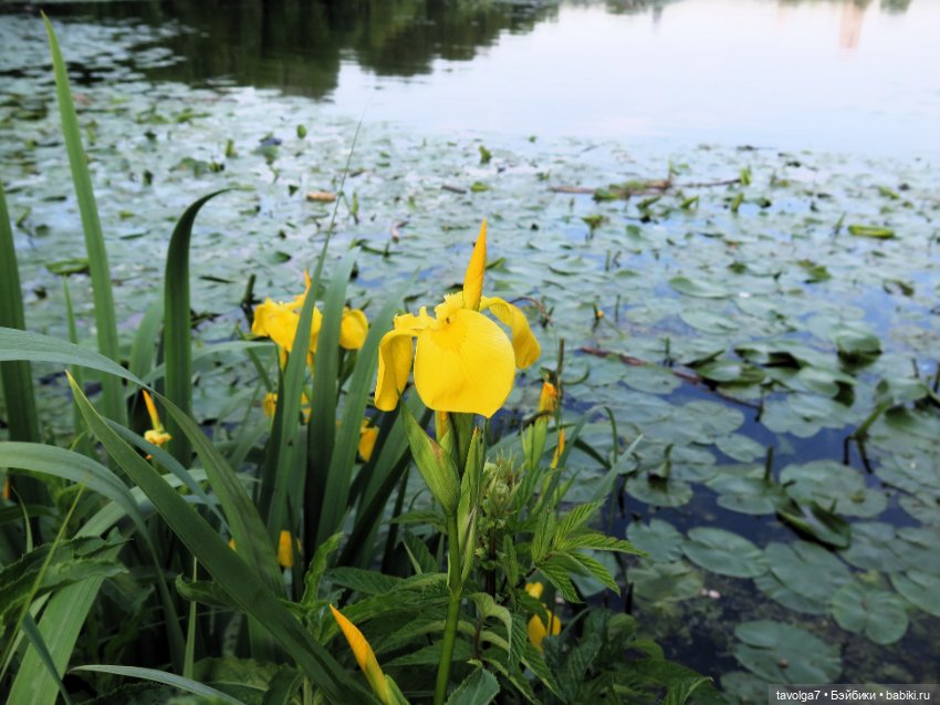 Мои зарисовки ирисов 2025 (фото 7)