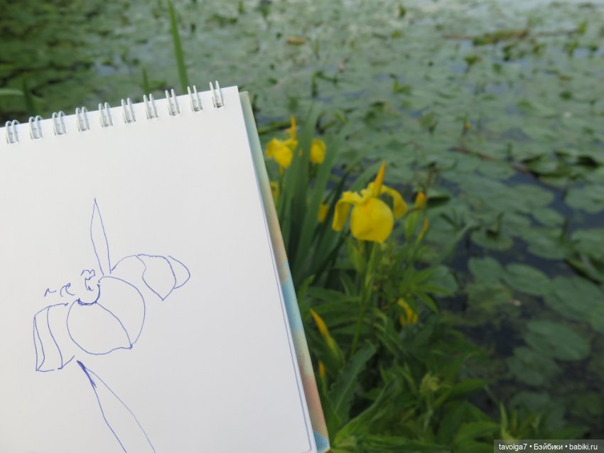 Мои зарисовки ирисов 2025 (фото 9)