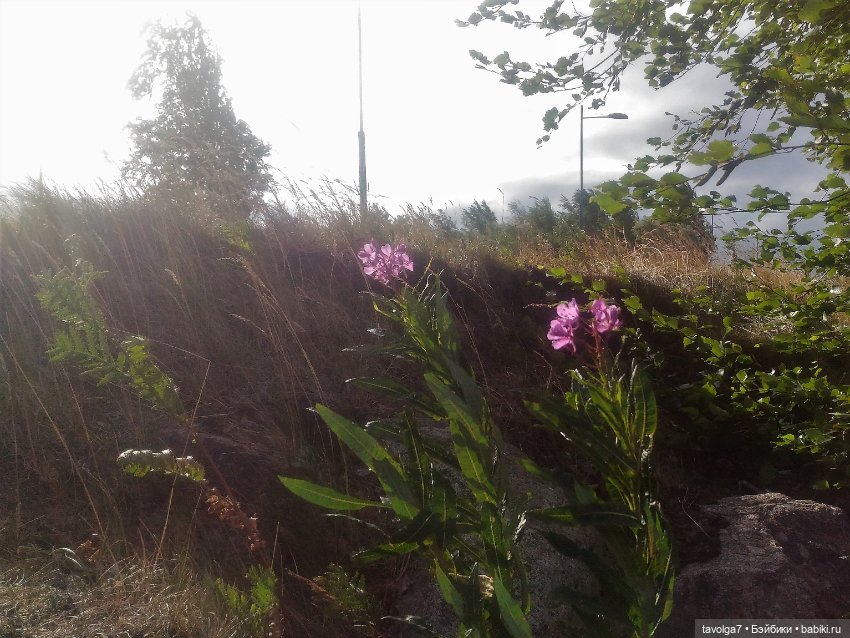 "Ранний рассвет скрипит по нервам" (фото 3)