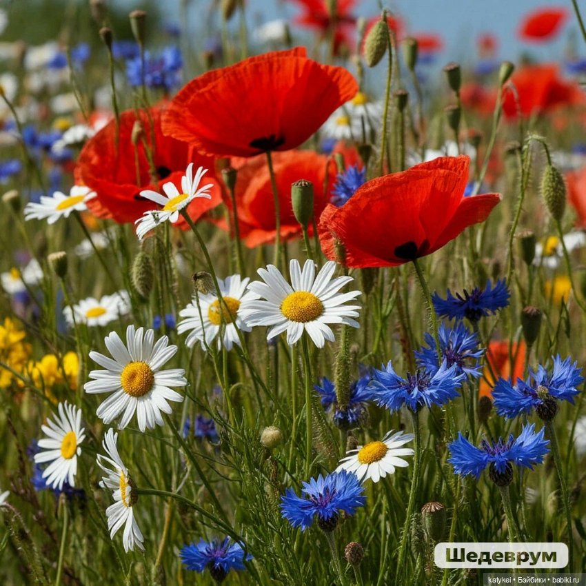 Нам нужны красные штаны (12 июня день России)