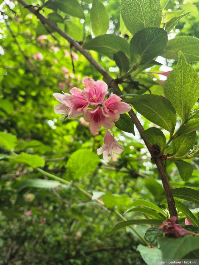 Волшебство Аптекарского огорода