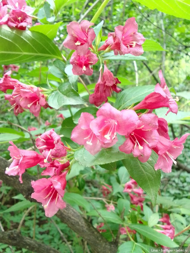 Волшебство Аптекарского огорода