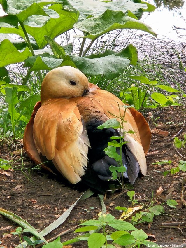 Волшебство Аптекарского огорода (фото 10)