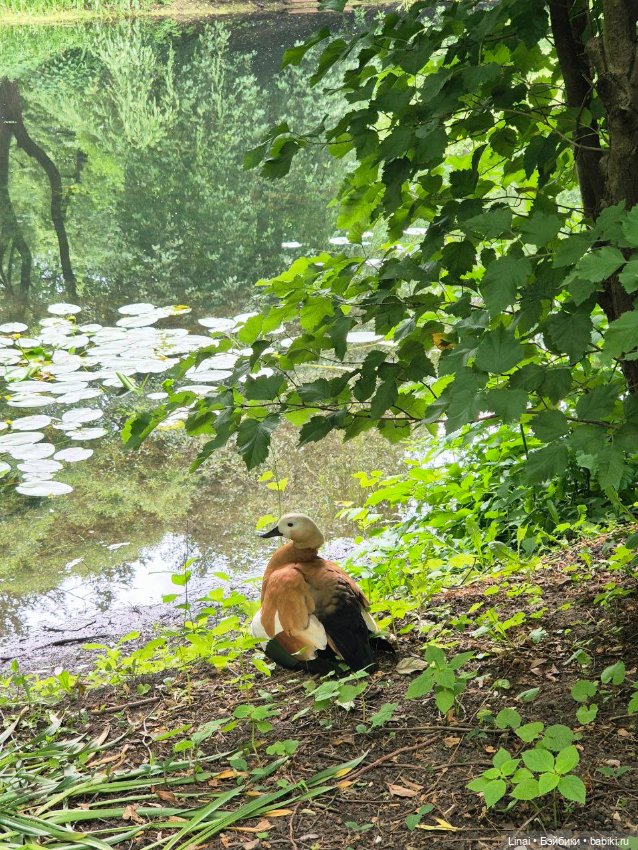 Волшебство Аптекарского огорода