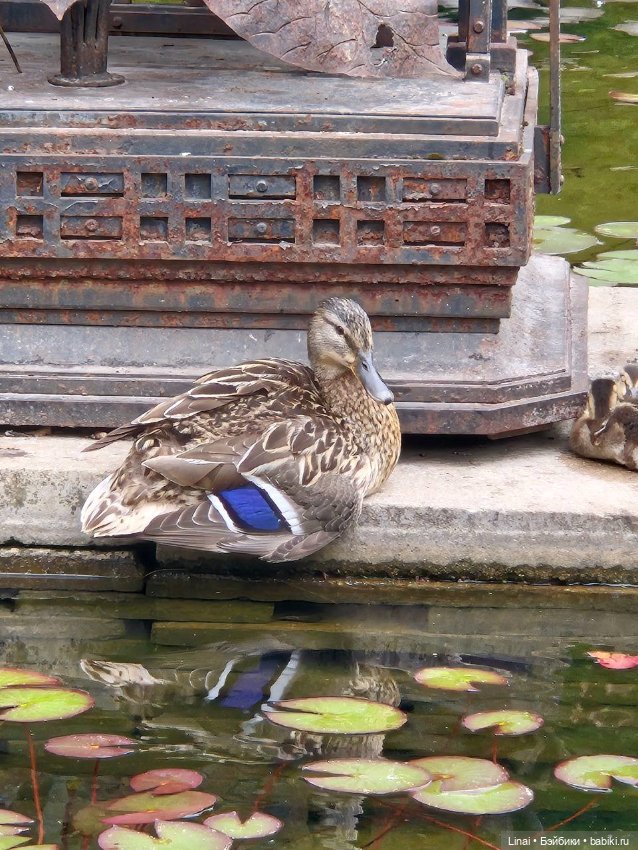 Волшебство Аптекарского огорода (фото 4)