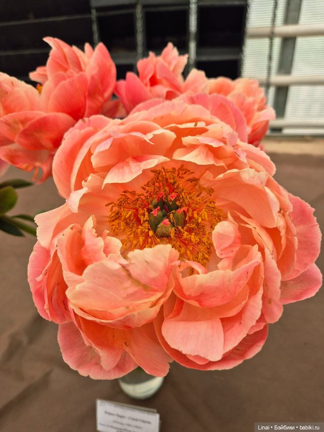 Волшебство Аптекарского огорода