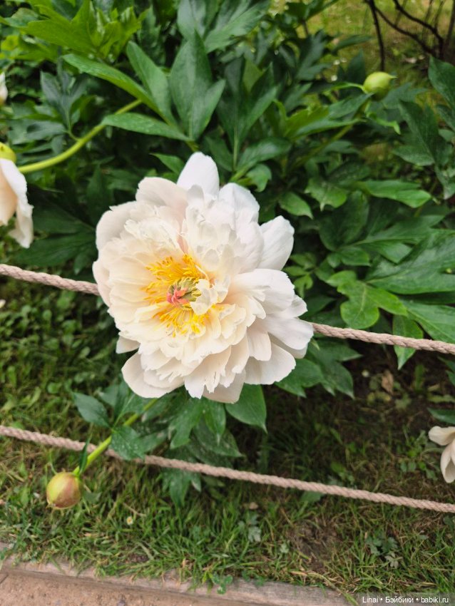 Волшебство Аптекарского огорода