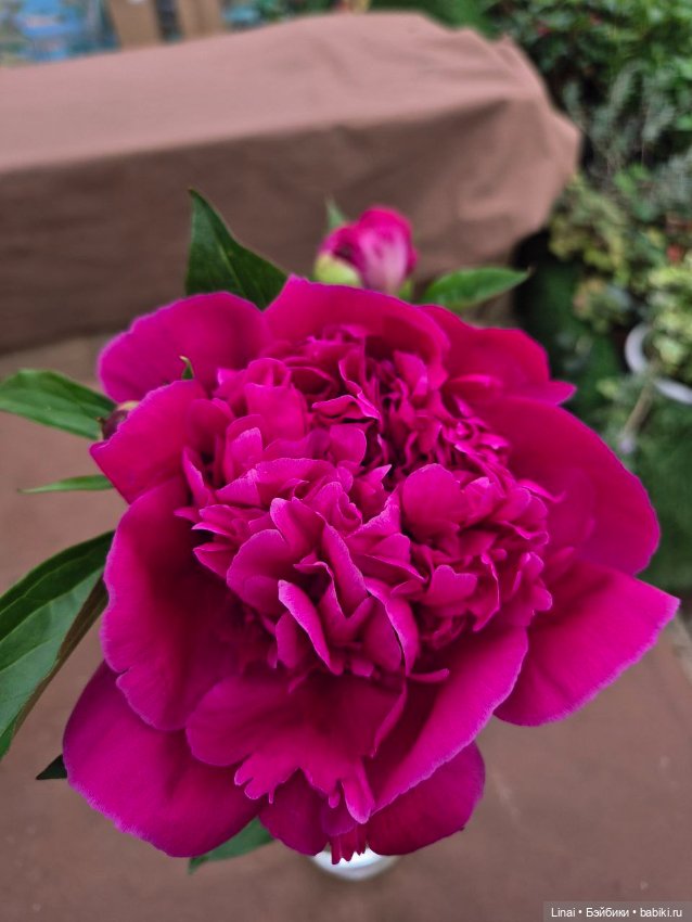 Волшебство Аптекарского огорода