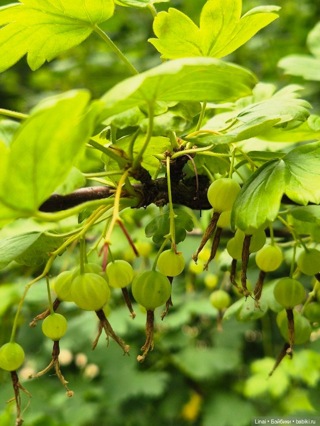 Волшебство Аптекарского огорода