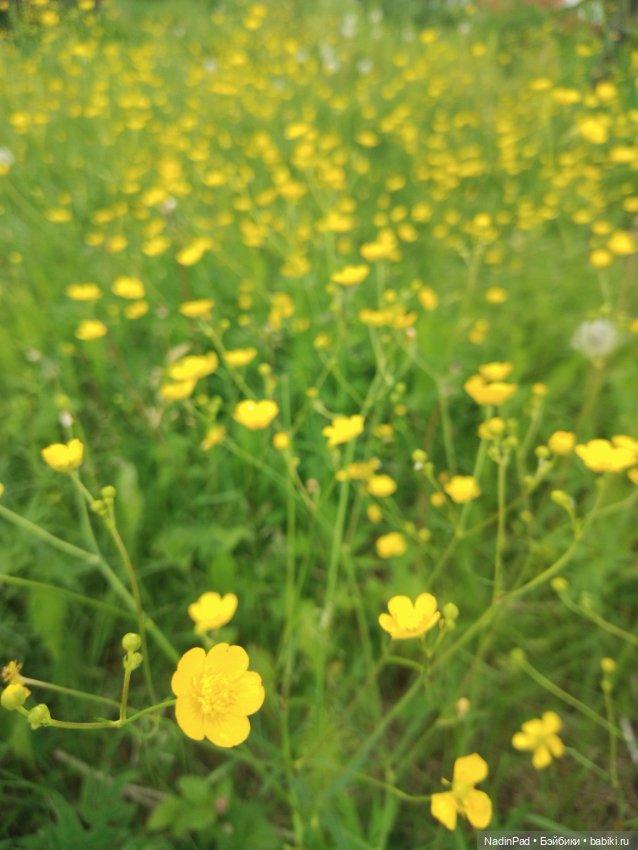 Июнь. Цветы — Красивая природа и цветы: фото пейзажей (фото 6)