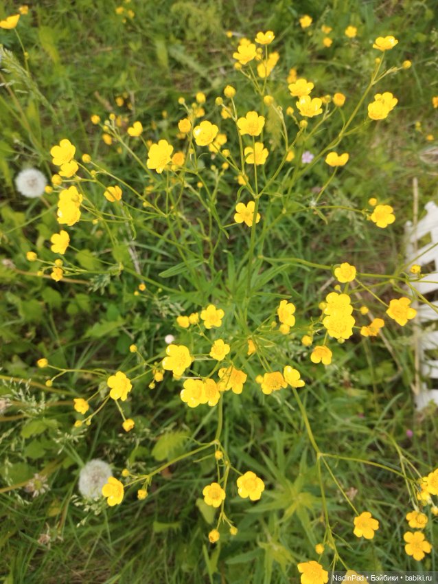 Июнь. Цветы — Красивая природа и цветы: фото пейзажей (фото 3)