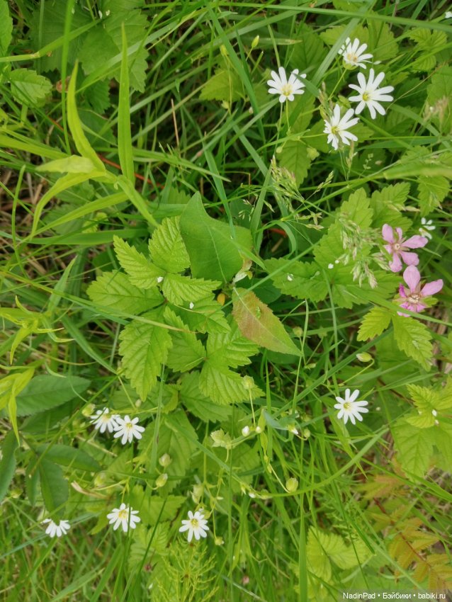 Июнь. Цветы — Красивая природа и цветы: фото пейзажей (фото 4)