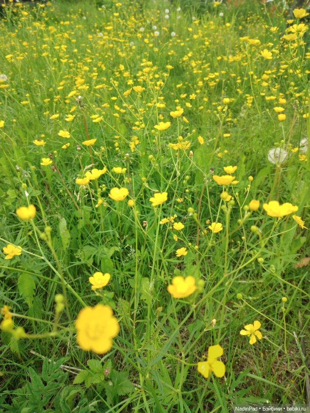 Июнь. Цветы — Красивая природа и цветы: фото пейзажей (фото 5)