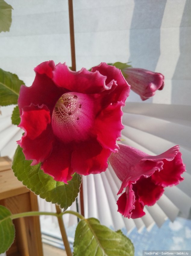 Июнь. Цветы — Красивая природа и цветы: фото пейзажей (фото 9)