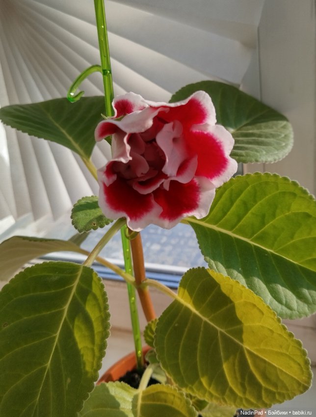 Июнь. Цветы — Красивая природа и цветы: фото пейзажей (фото 8)