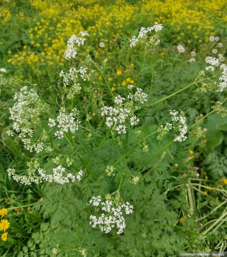 Июнь. Цветы — Красивая природа и цветы: фото пейзажей (фото 10)