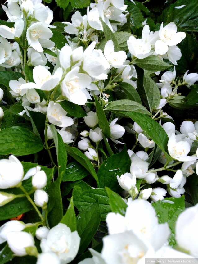 Про Нафочку. После дождя — Гибриды шарнирных кукол (не БЖД): подбор тела