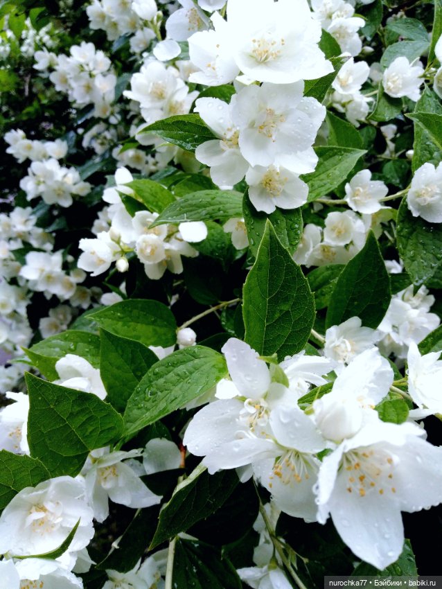 Про Нафочку. После дождя — Гибриды шарнирных кукол (не БЖД): подбор тела (фото 8)