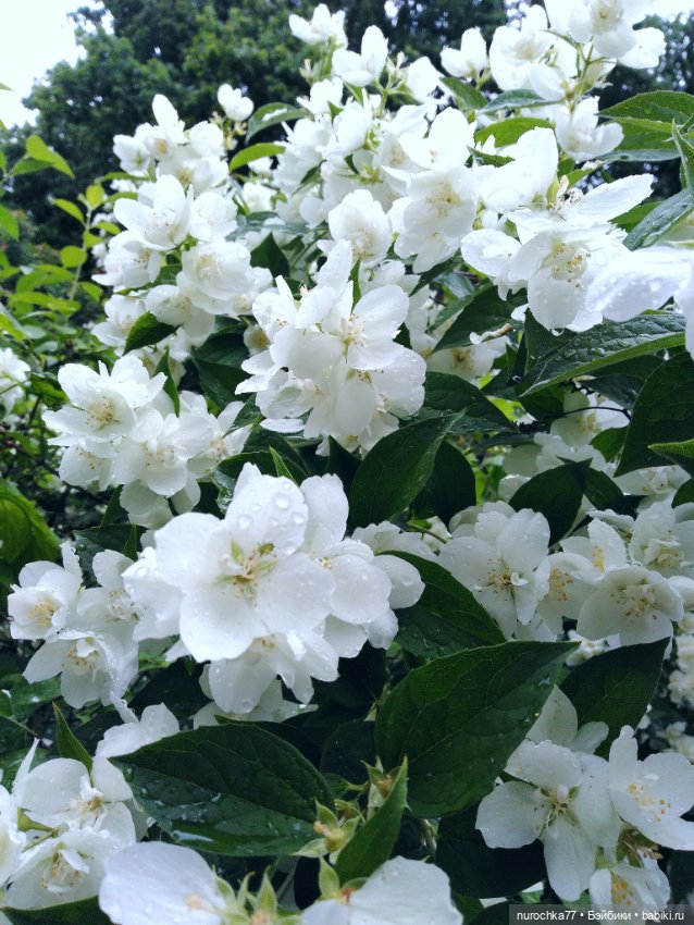 Про Нафочку. После дождя — Гибриды шарнирных кукол (не БЖД): подбор тела (фото 2)