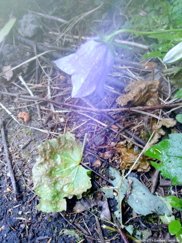 Про Нафочку. После дождя — Гибриды шарнирных кукол (не БЖД): подбор тела