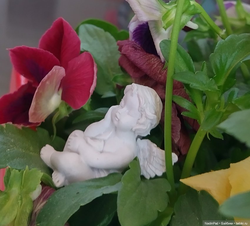 Июнь. Цветы — Красивая природа и цветы: фото пейзажей