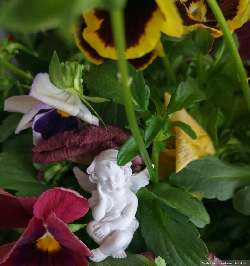 Июнь. Цветы — Красивая природа и цветы: фото пейзажей