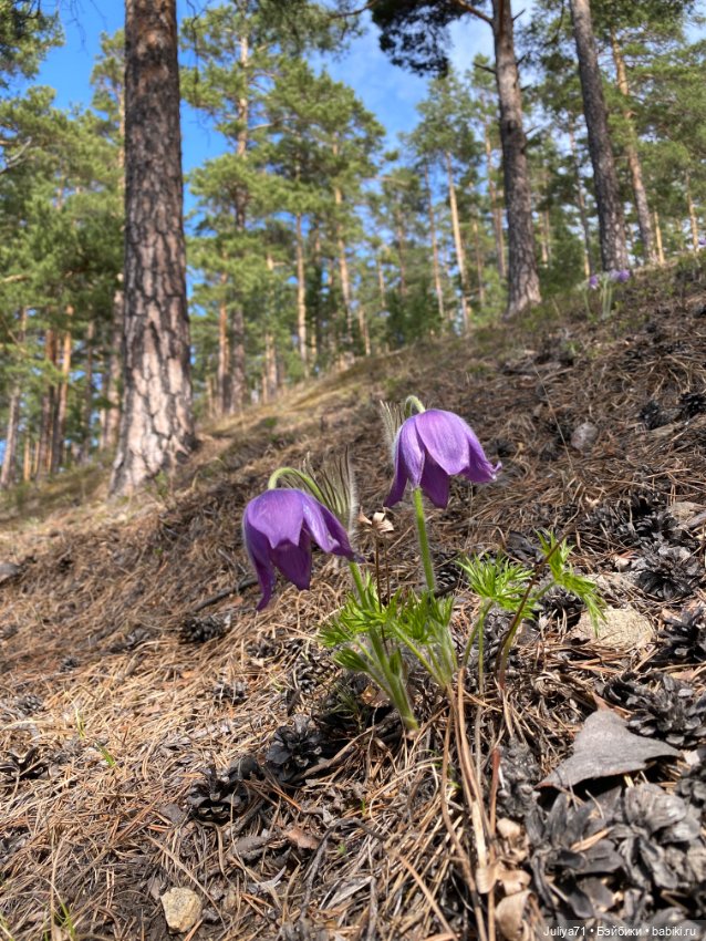 В лиловом лесу — Игровые куклы разных производителей (Разное): редкие бренды