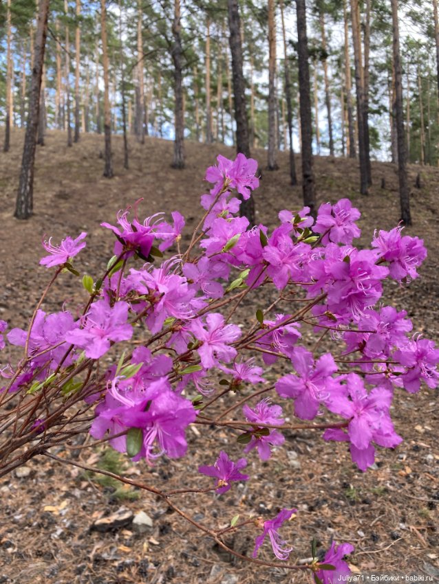В лиловом лесу — Игровые куклы разных производителей (Разное): редкие бренды (фото 6)
