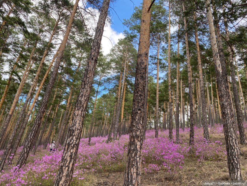 В лиловом лесу — Игровые куклы разных производителей (Разное): редкие бренды (фото 8)