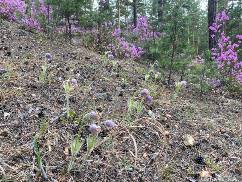 В лиловом лесу — Игровые куклы разных производителей (Разное): редкие бренды (фото 7)