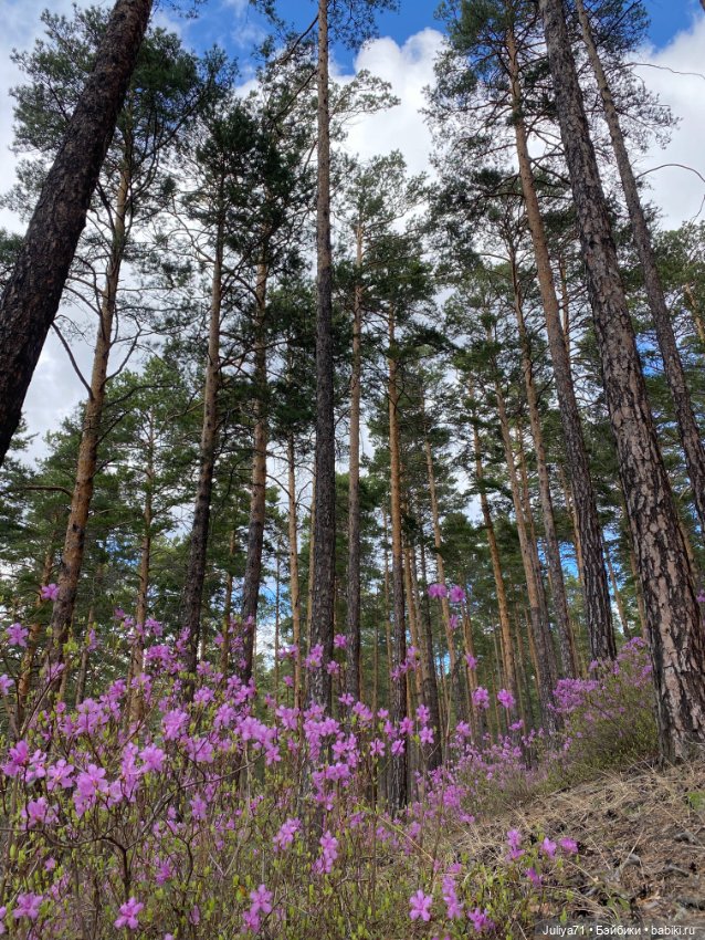 В лиловом лесу — Игровые куклы разных производителей (Разное): редкие бренды (фото 10)