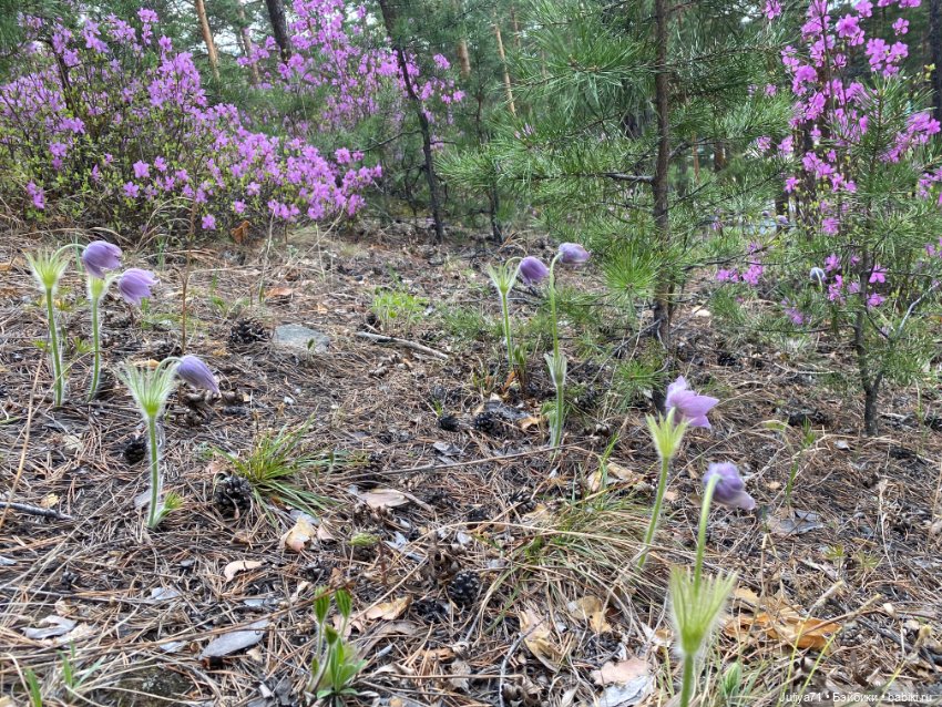 В лиловом лесу — Игровые куклы разных производителей (Разное): редкие бренды (фото 4)