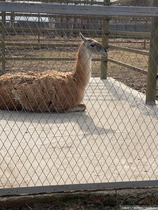 Апрельское путешествие маленькой Луны (фото 2)