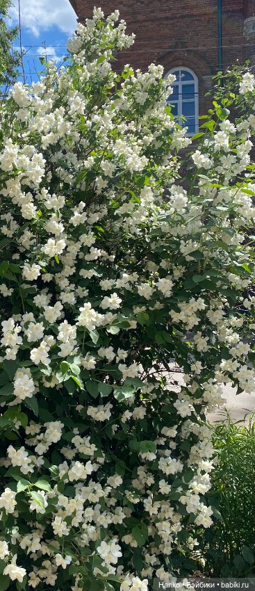 Келли — Куклы Kelly (Келли): Сестра Барби