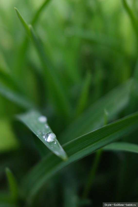 Тихое утро — Домашние фото авторских игрушек: Тедди