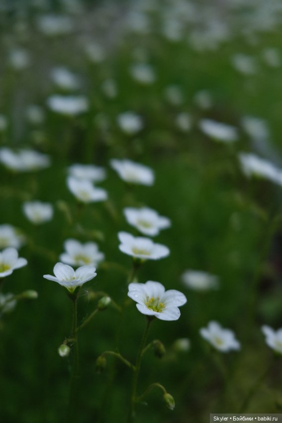 Тихое утро — Домашние фото авторских игрушек: Тедди (фото 3)