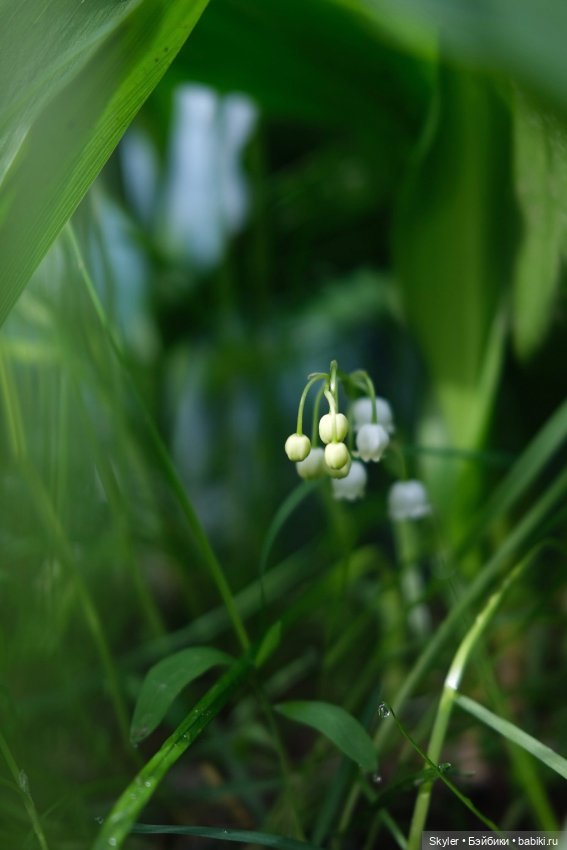 Тихое утро — Домашние фото авторских игрушек: Тедди
