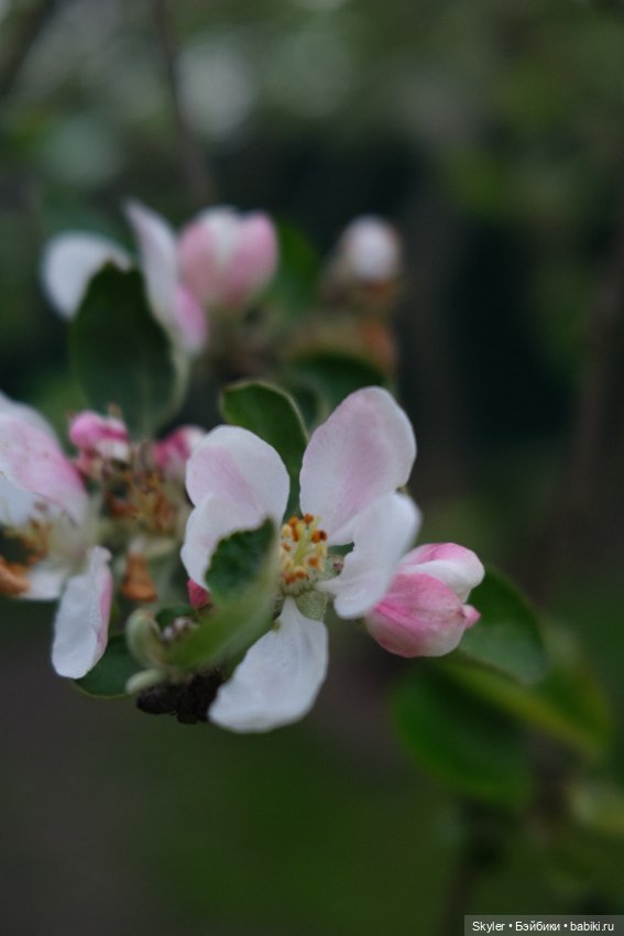 Тихое утро — Домашние фото авторских игрушек: Тедди