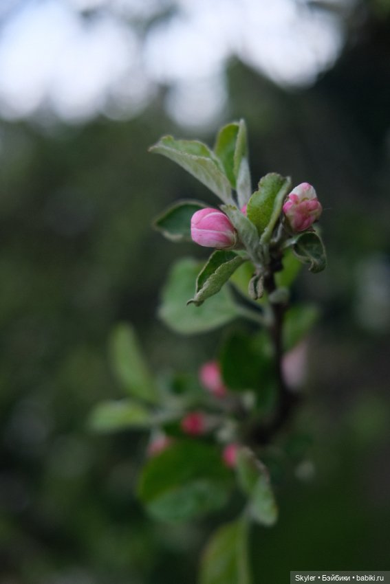 Тихое утро — Домашние фото авторских игрушек: Тедди (фото 2)