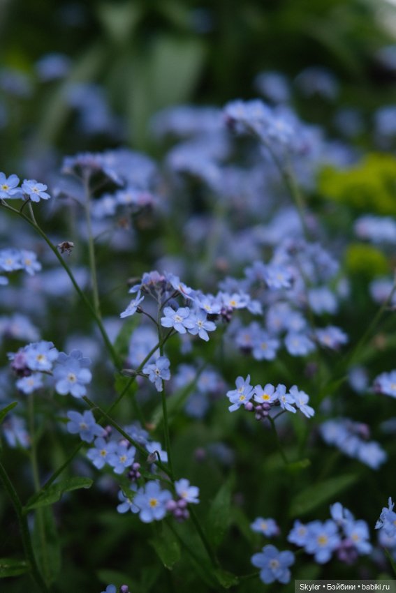 Тихое утро — Домашние фото авторских игрушек: Тедди (фото 4)