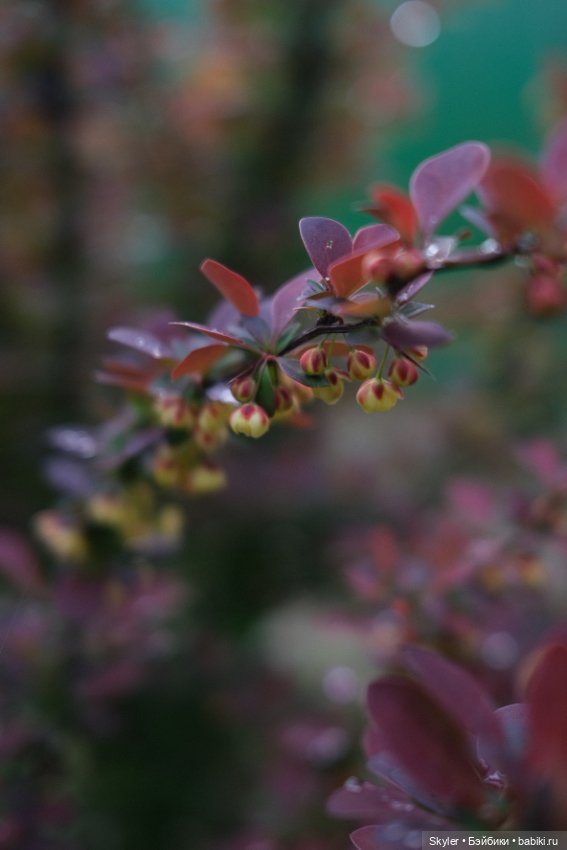 Тихое утро — Домашние фото авторских игрушек: Тедди (фото 9)